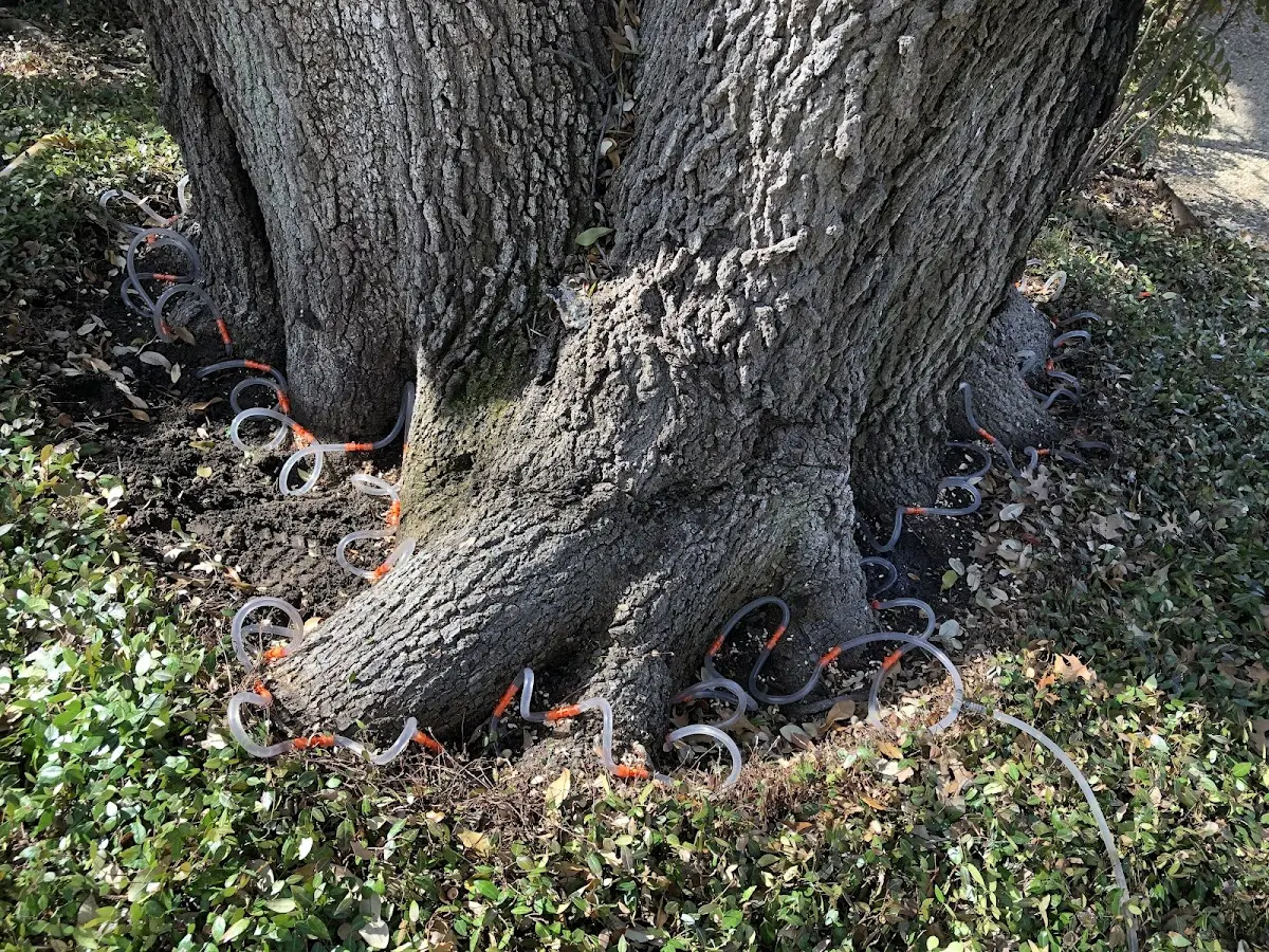 Detailed Tree Cabling and Bracing job site in Yachats