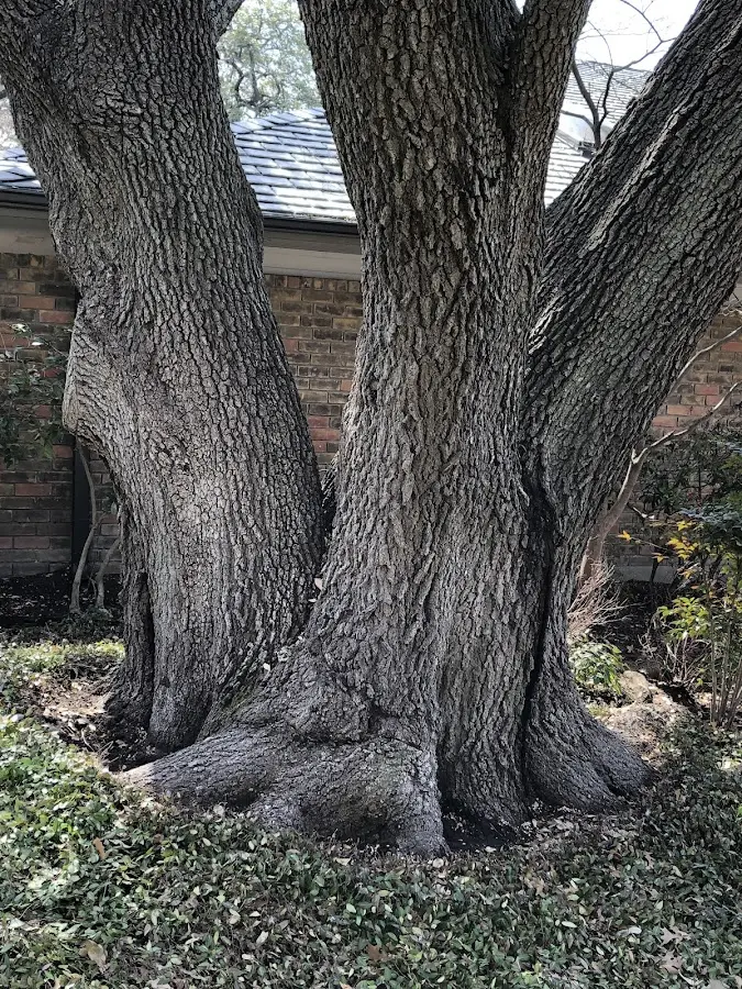 Mature heritage tree close to a Yachats property cared for by certified arborists